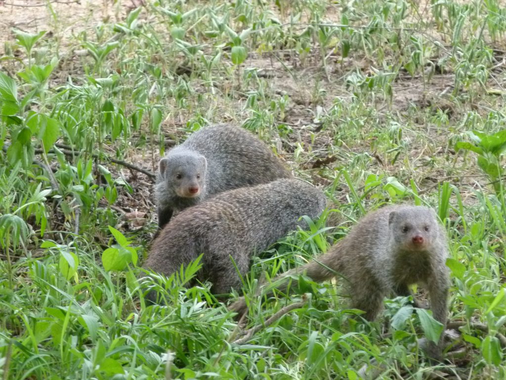 mongoose release