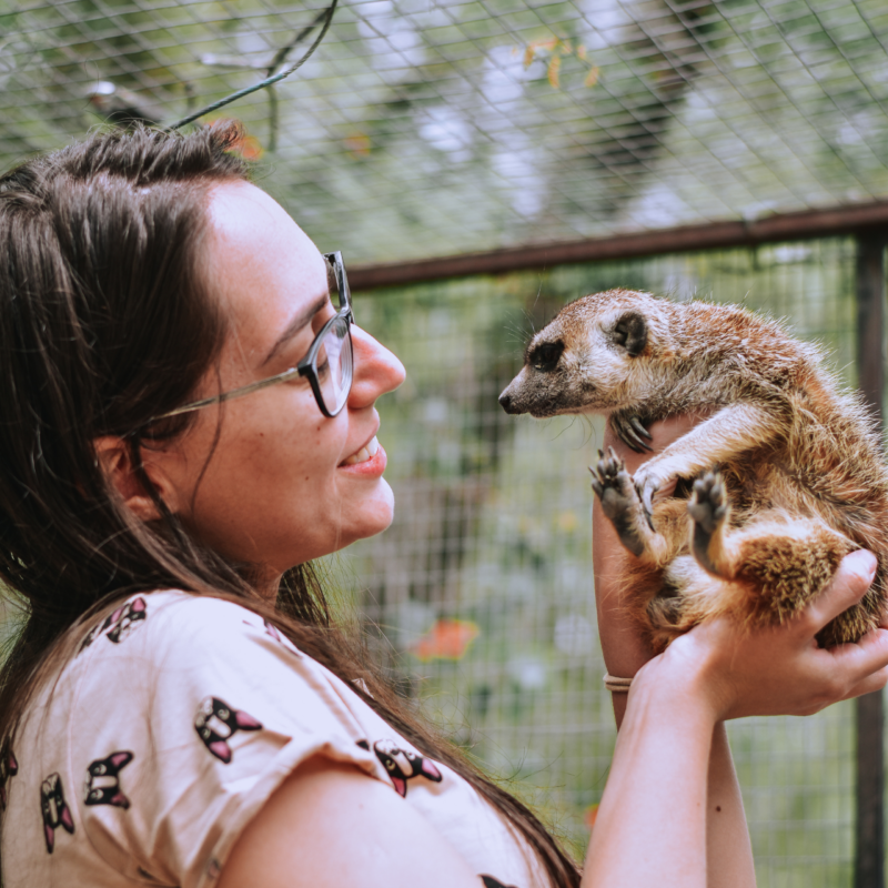 Beginner volunteer feeding a rescued dassie at DAKTARI Bush School