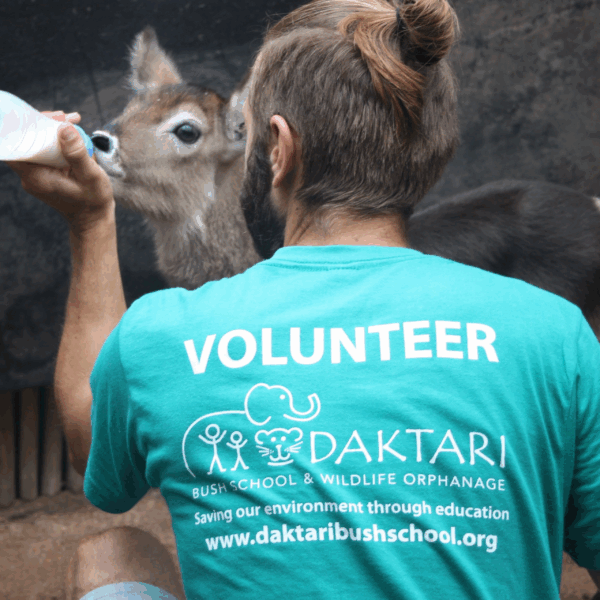 Volunteer feeding a baby nyala at a wildlife rescue center in Africa