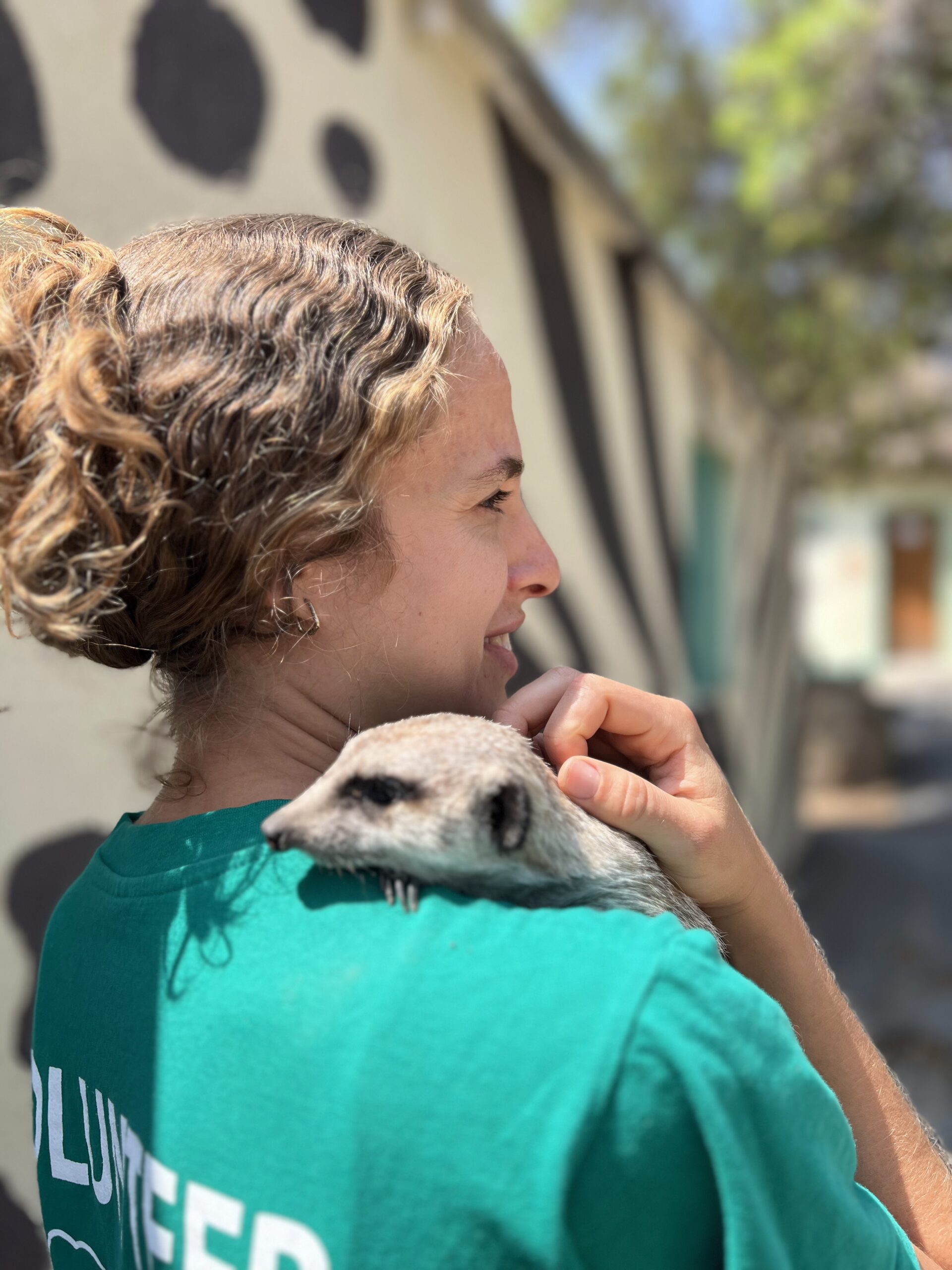 DAKTARI Bush School volunteer meerkat