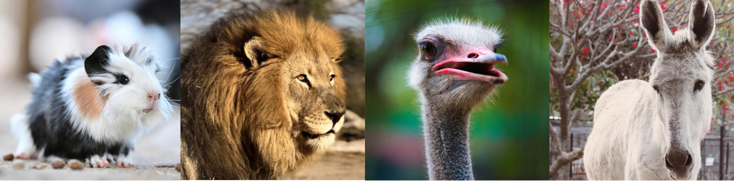 Daktari Animals To Be Supported